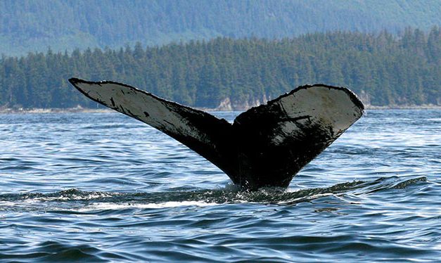 A Close Encounter with Humpback Whales
