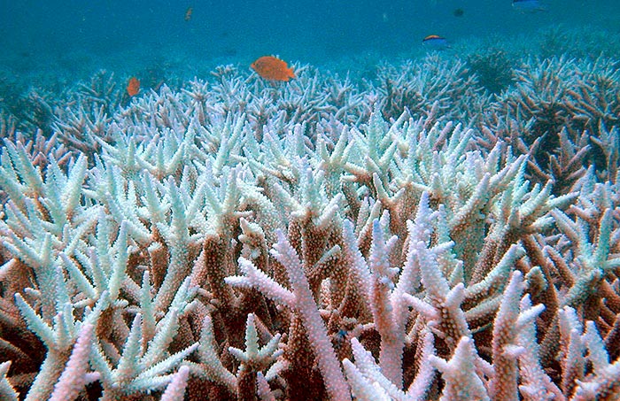 Global Warming and Coral Reefs