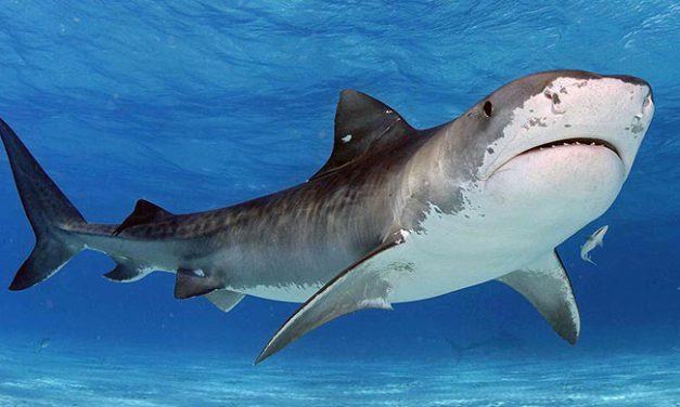 Dangerous Creatures of the Sea, Predators
