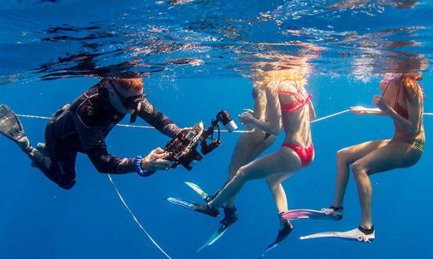 Florida Shark Diving Adventure
