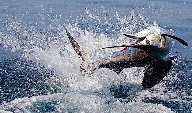 Fly Fishing Tournament Sets New Record