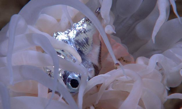 Hydrothermal Vents, an spectacular ocean event