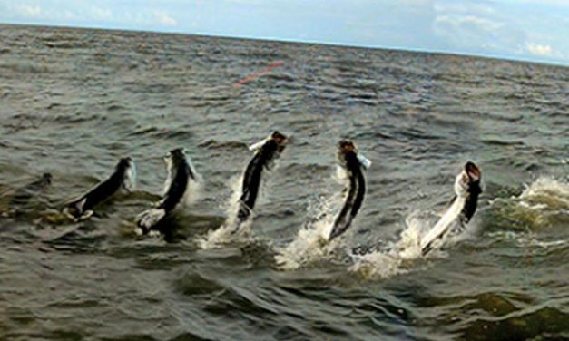 Pesca de sábalo en Costa Rica. Barra del Colorado