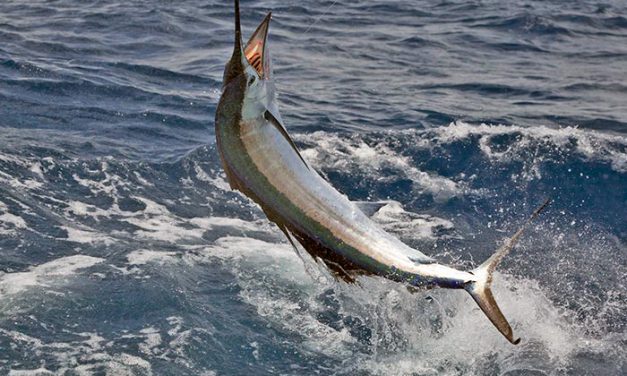 Pesca de Pez Vela en el sur de la Florida