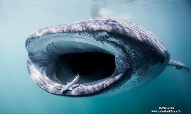 Swim with the biggest and most harmless shark in the world
