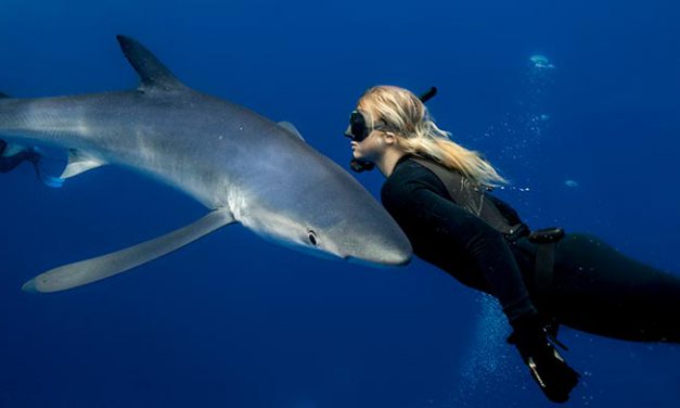 Swimming and safe interactions with sharks  and pelagic animals in Baja California Sur