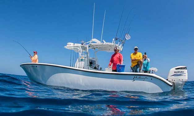 Whale Sharks off Key West