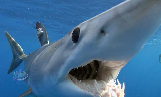Nova Southeastern University’s Guy Harvey Research Institute to Conduct One-of-a-Kind Shark Race for Conservation Science