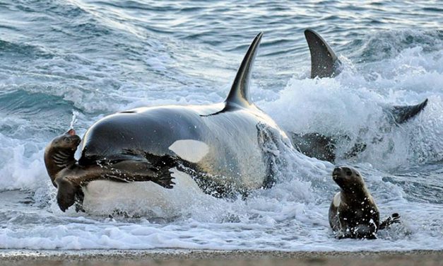 La Orca, asesina de los mares