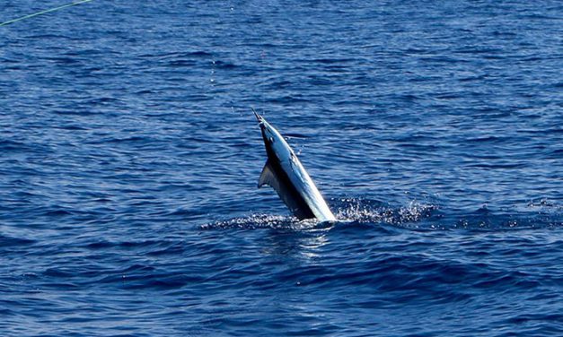 The Quest for the Capture of a Spearfish on Fly Tackle