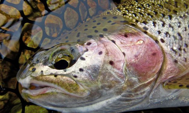 The Trout Royal Slam