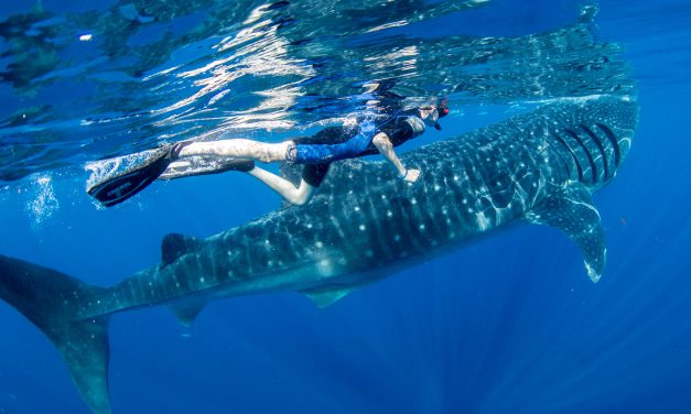 Isla Mujeres Whale Shark Adventure