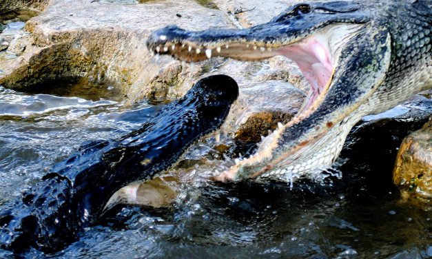 Springtime in Everglades National Park