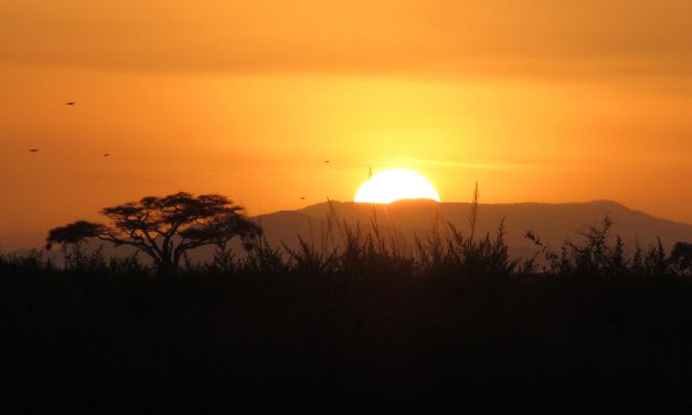 The African Plains
