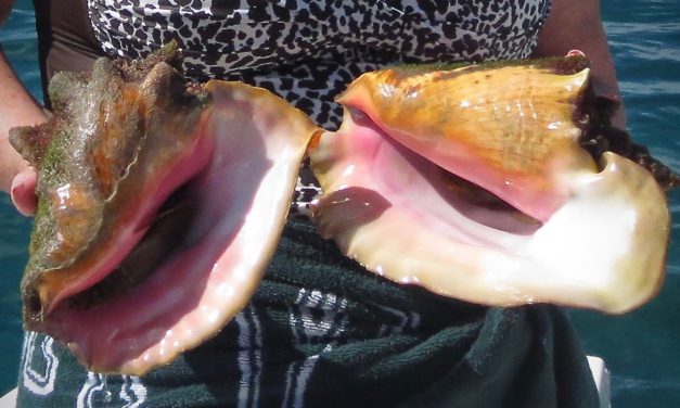 The Queen conch in danger