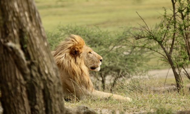 The Lion King of the African Plains