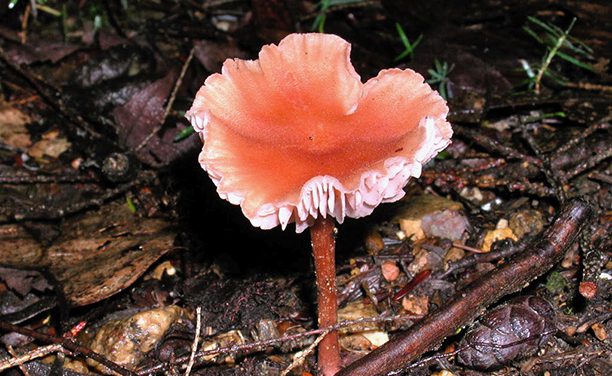 The Mushrooms I Have Encountered