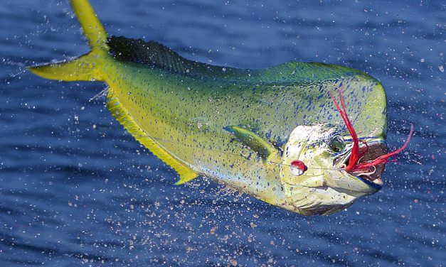 The Amazing Mahi-Mahi