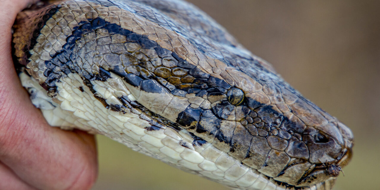 Python Trip