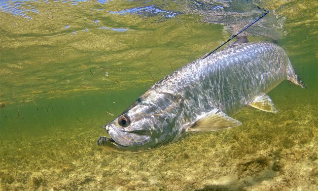 Tarpon Basics,  How to hook and catch your first mega tarpon