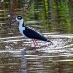 Wakodahatchee Wetlands An Important Water Reclamation Project