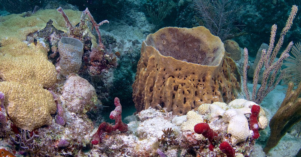 El fascinante mundo de las esponjas