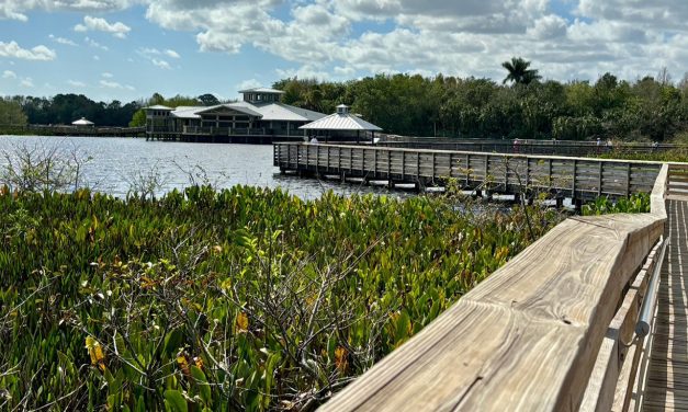 Green Cay Wetlands A Birding Paradise