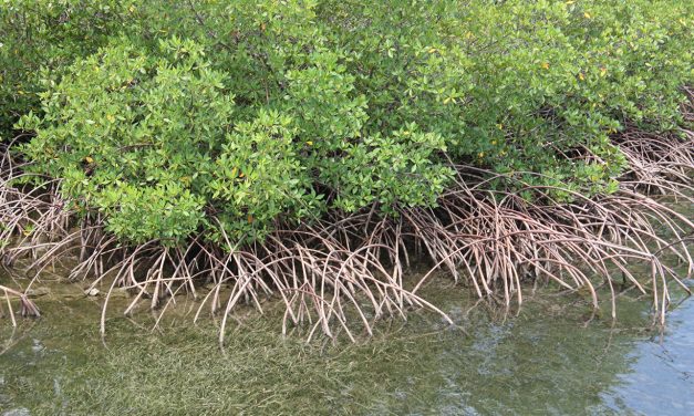 The Mangrove and associated ecosystems