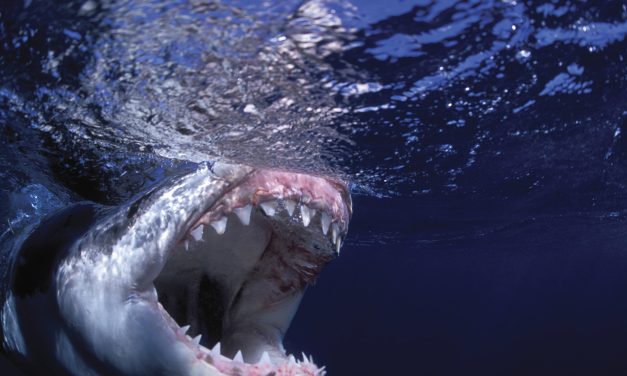 Stephen Frink, el fotógrafo submarino más famoso del mundo