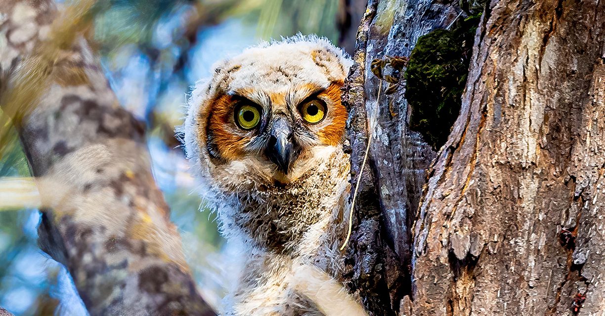 The Owls of the Everglades: A Photographic Journey