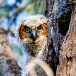The Owls of the Everglades: A Photographic Journey