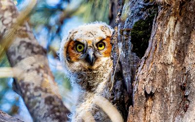 The Owls of the Everglades: A Photographic Journey