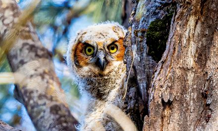 The Owls of the Everglades: A Photographic Journey