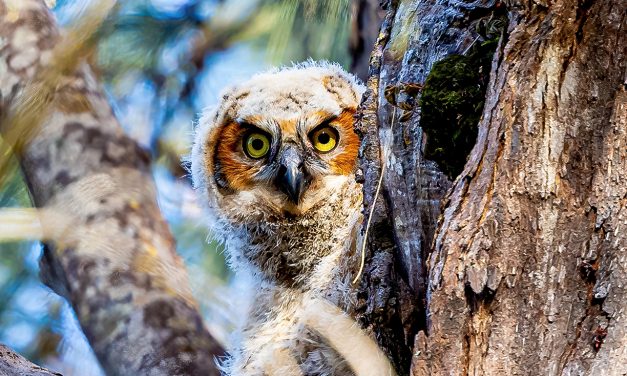 The Owls of the Everglades: A Photographic Journey