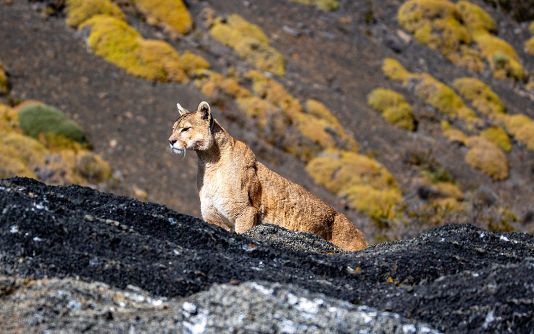 The Pumas of Southern Patagonia A Conservation Story