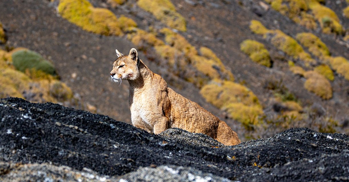 The Pumas of Southern Patagonia A Conservation Story