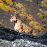 The Pumas of Southern Patagonia A Conservation Story