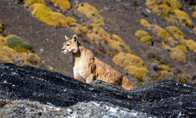 The Pumas of Southern Patagonia A Conservation Story