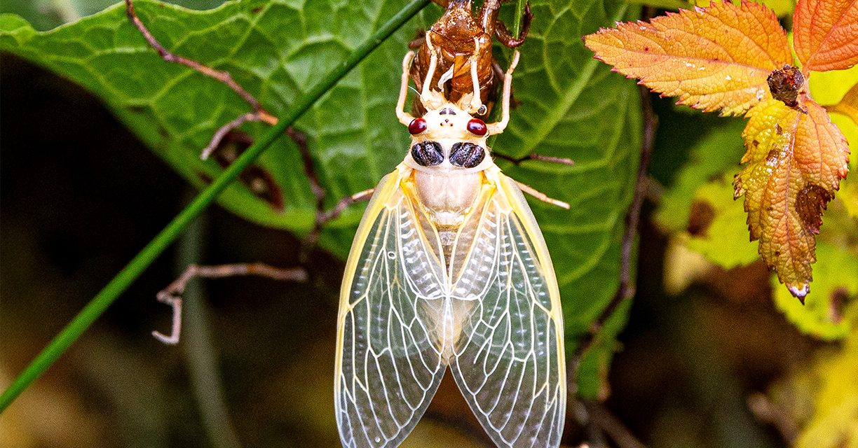 The Life Cycle of the Cicadas