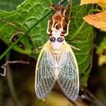 The Life Cycle of the Cicadas