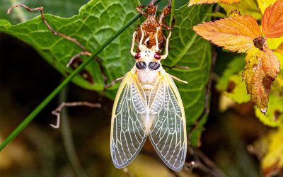 The Life Cycle of the Cicadas