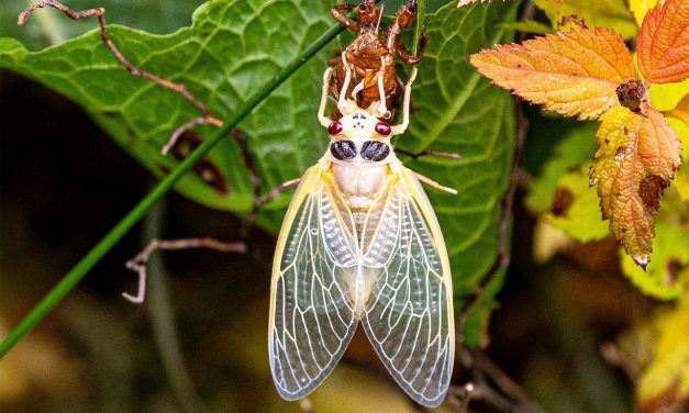The Life Cycle of the Cicadas