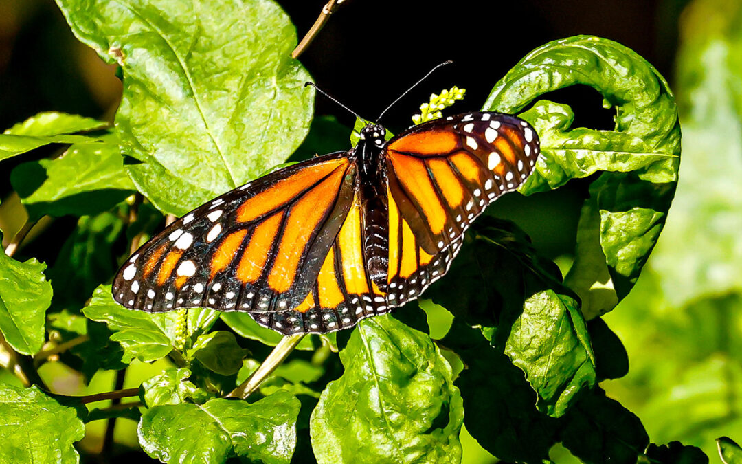 Monarch Butterflies in Florida