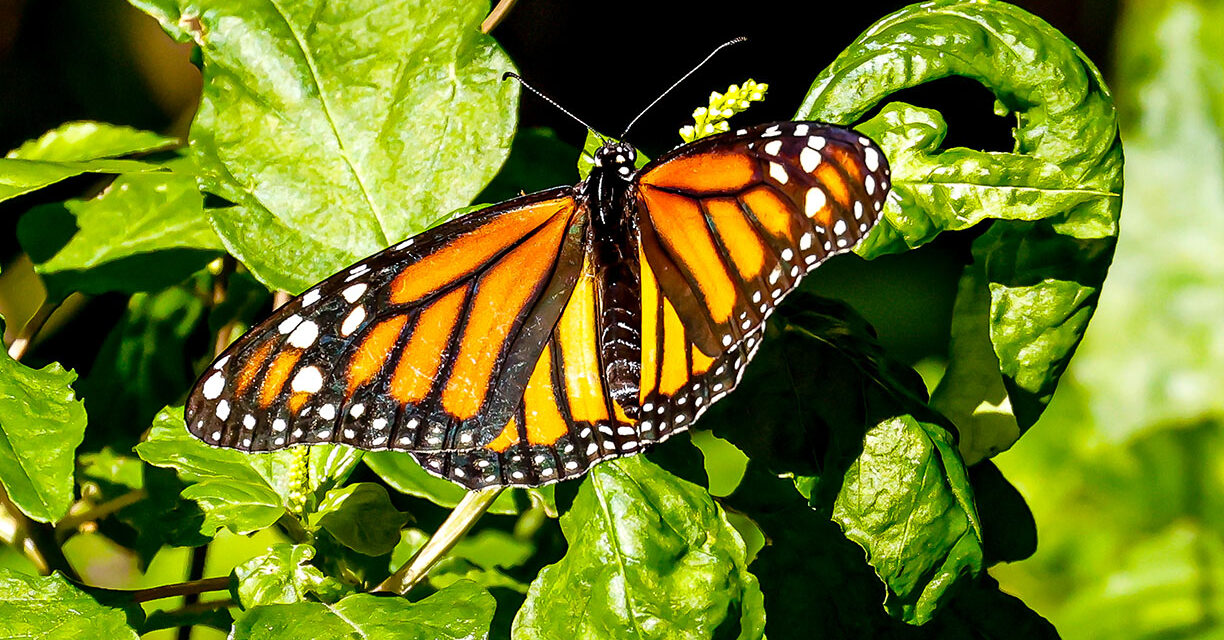 Monarch Butterflies in Florida