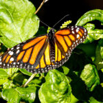 Monarch Butterflies in Florida