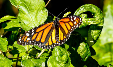 Monarch Butterflies in Florida