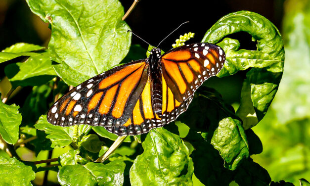 Monarch Butterflies in Florida