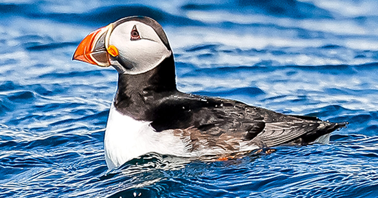 The Puffins of Iceland