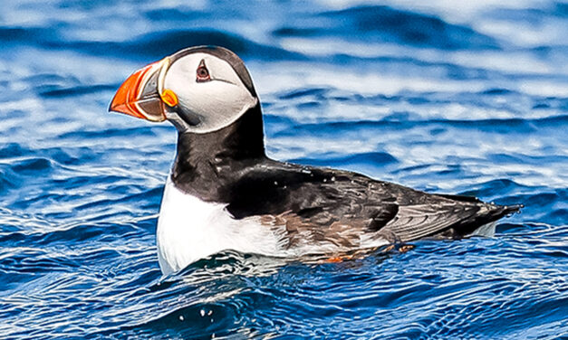 The Puffins of Iceland