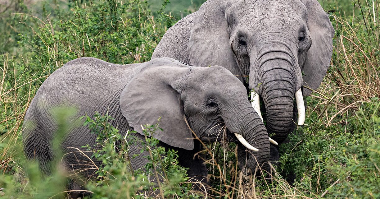 The Giants of the African Savannah